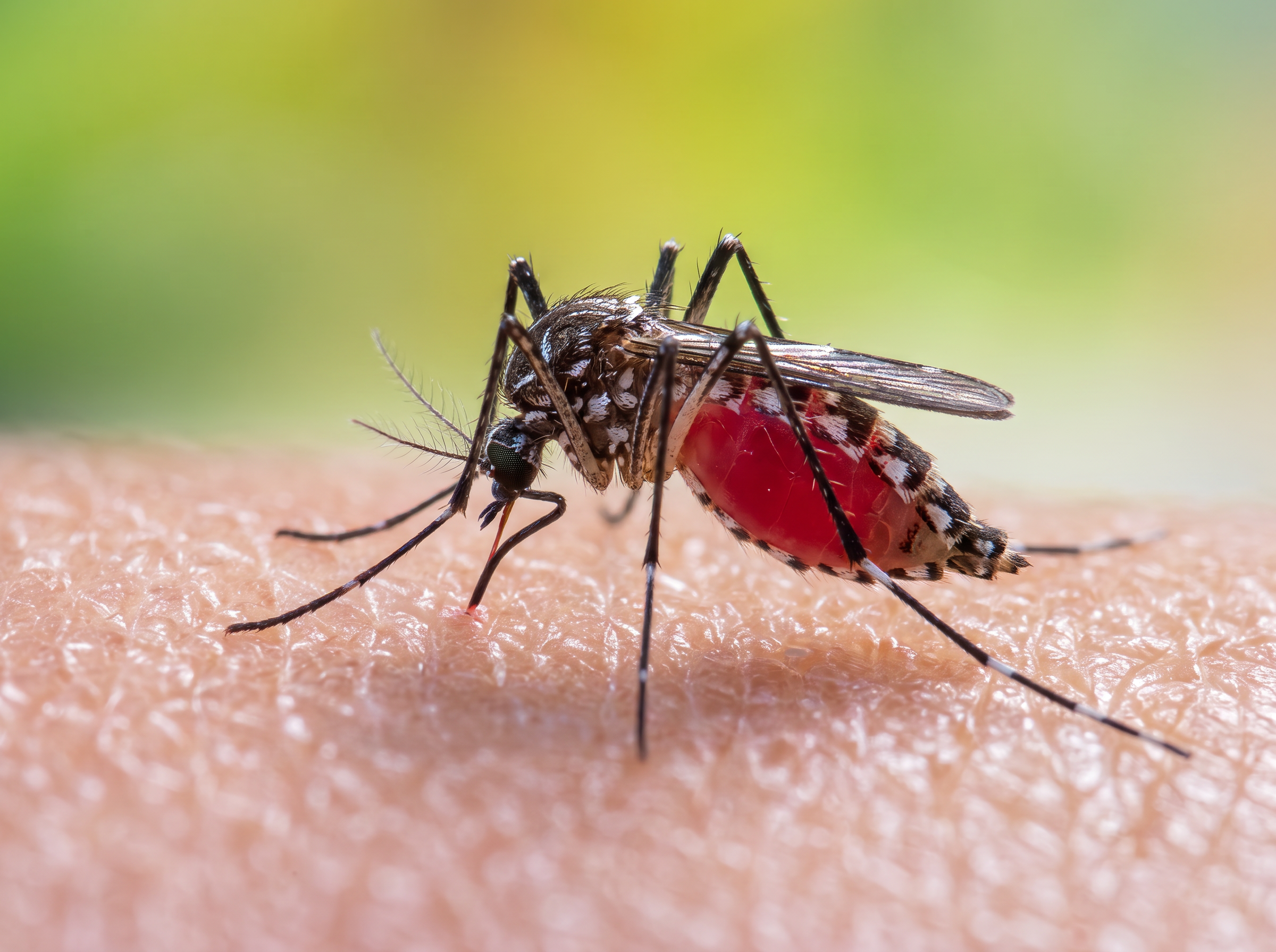 5 Common Mistakes That Turn Your Yard into a Mosquito Breeding Ground