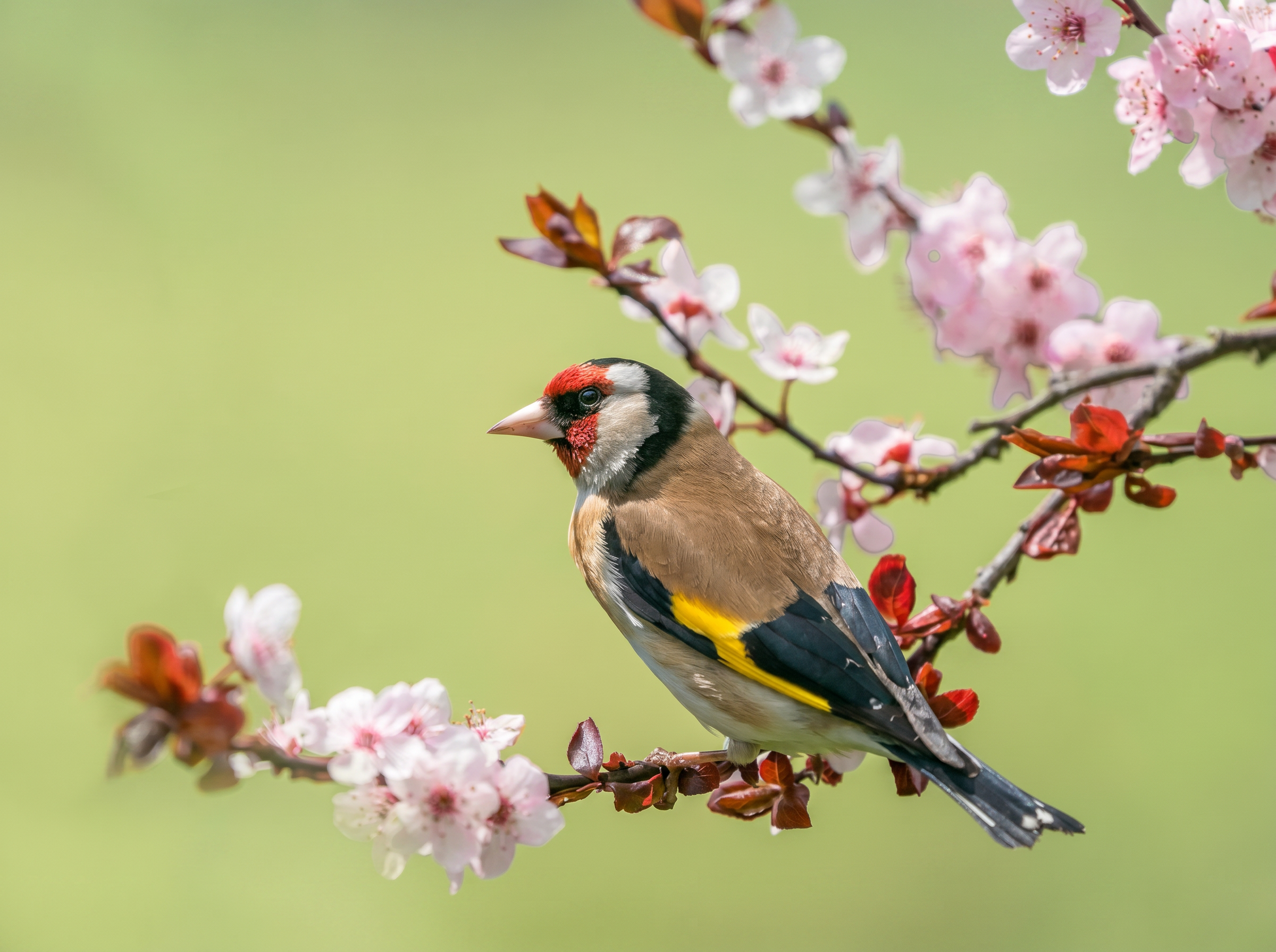 Ditch the Feeder This Summer: Embrace Natural Bird Care