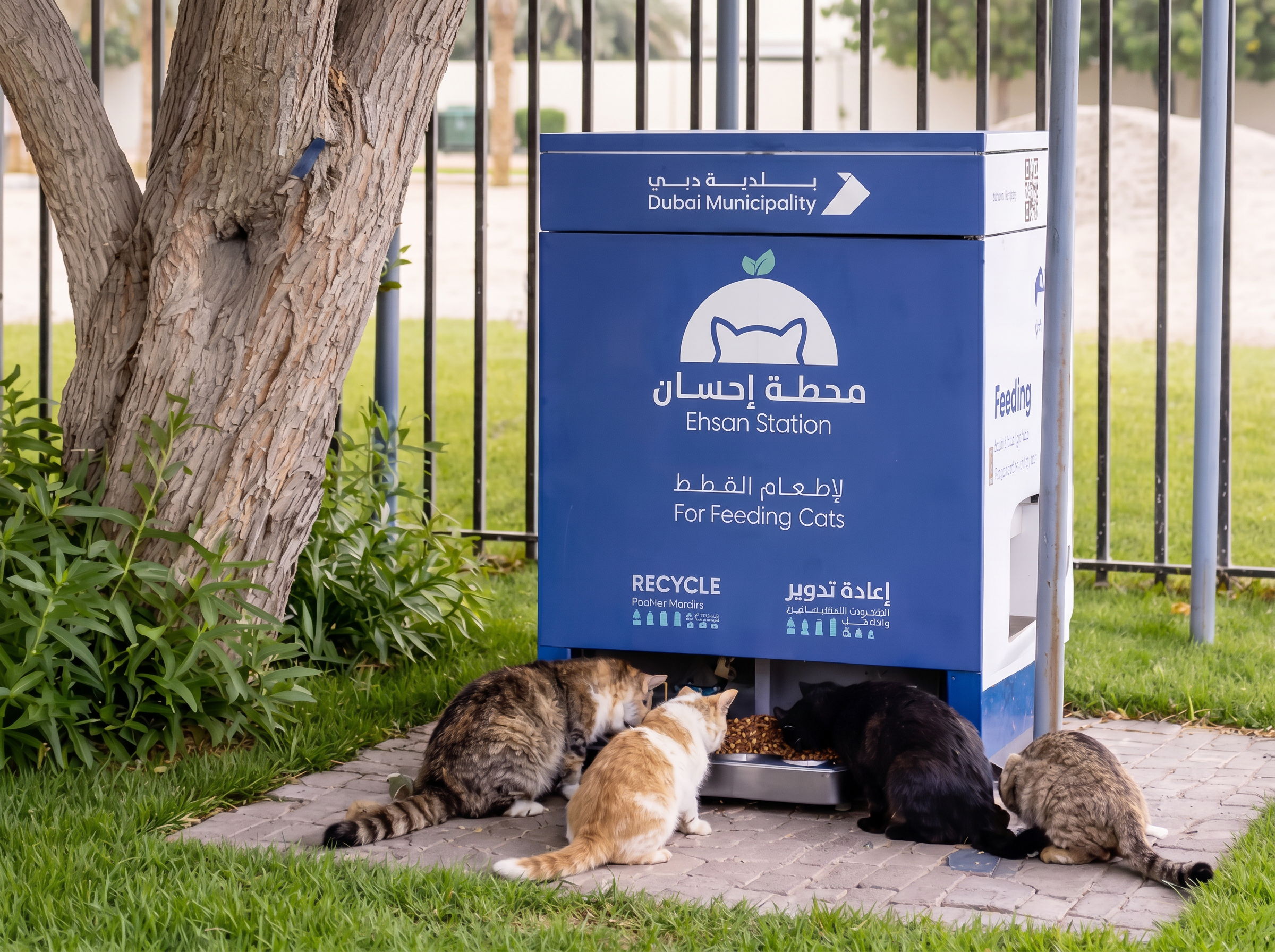 Dubai’s Ehsan Stations provide hundreds of meals to stray animals across the city