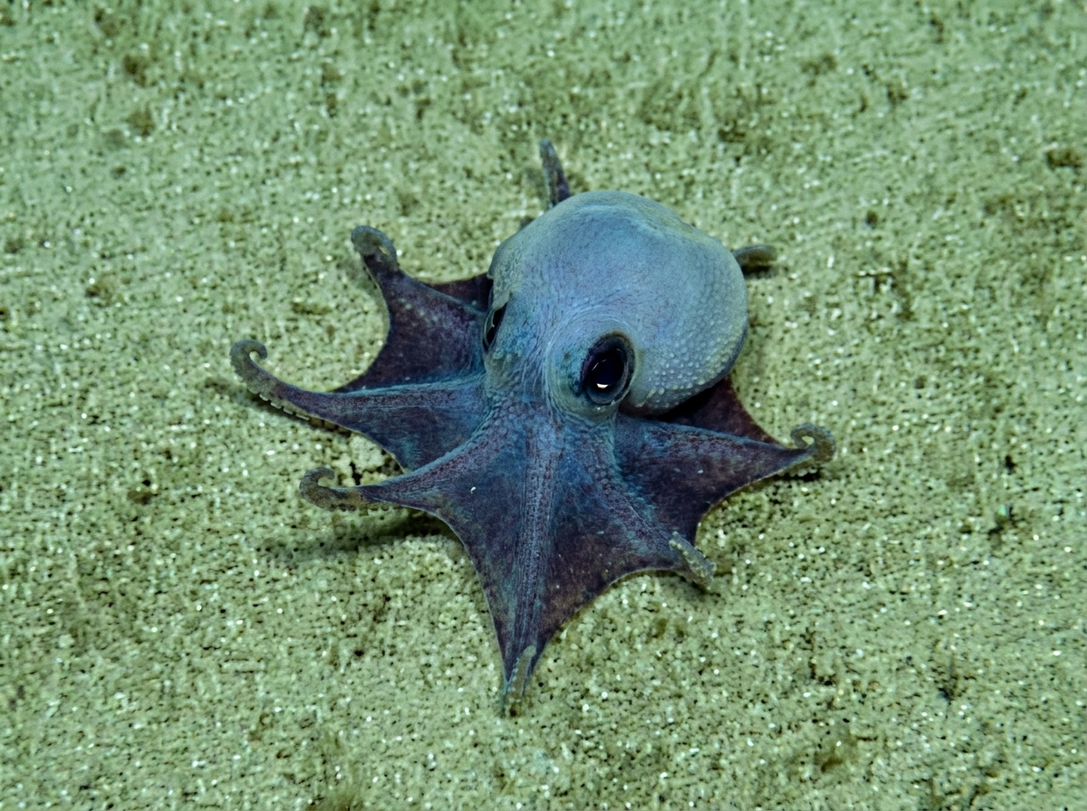 New Species of Tiny Octopus Discovered in the Galápagos Islands