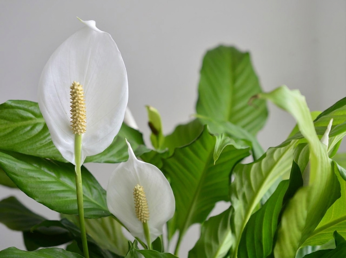 Why Are My Peace Lily Leaves Curling? A 3-Step Guide to Revive Them