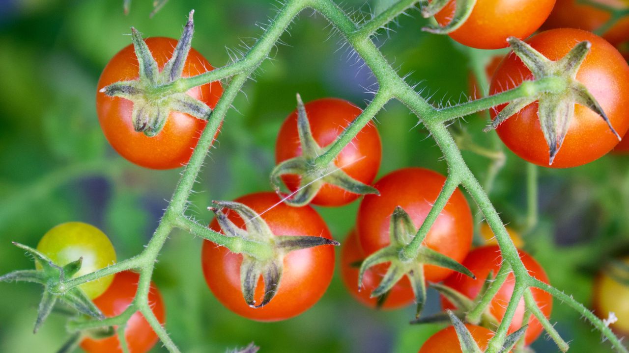 Boost Your Tomato Harvest: 3 Kitchen Scraps to Keep