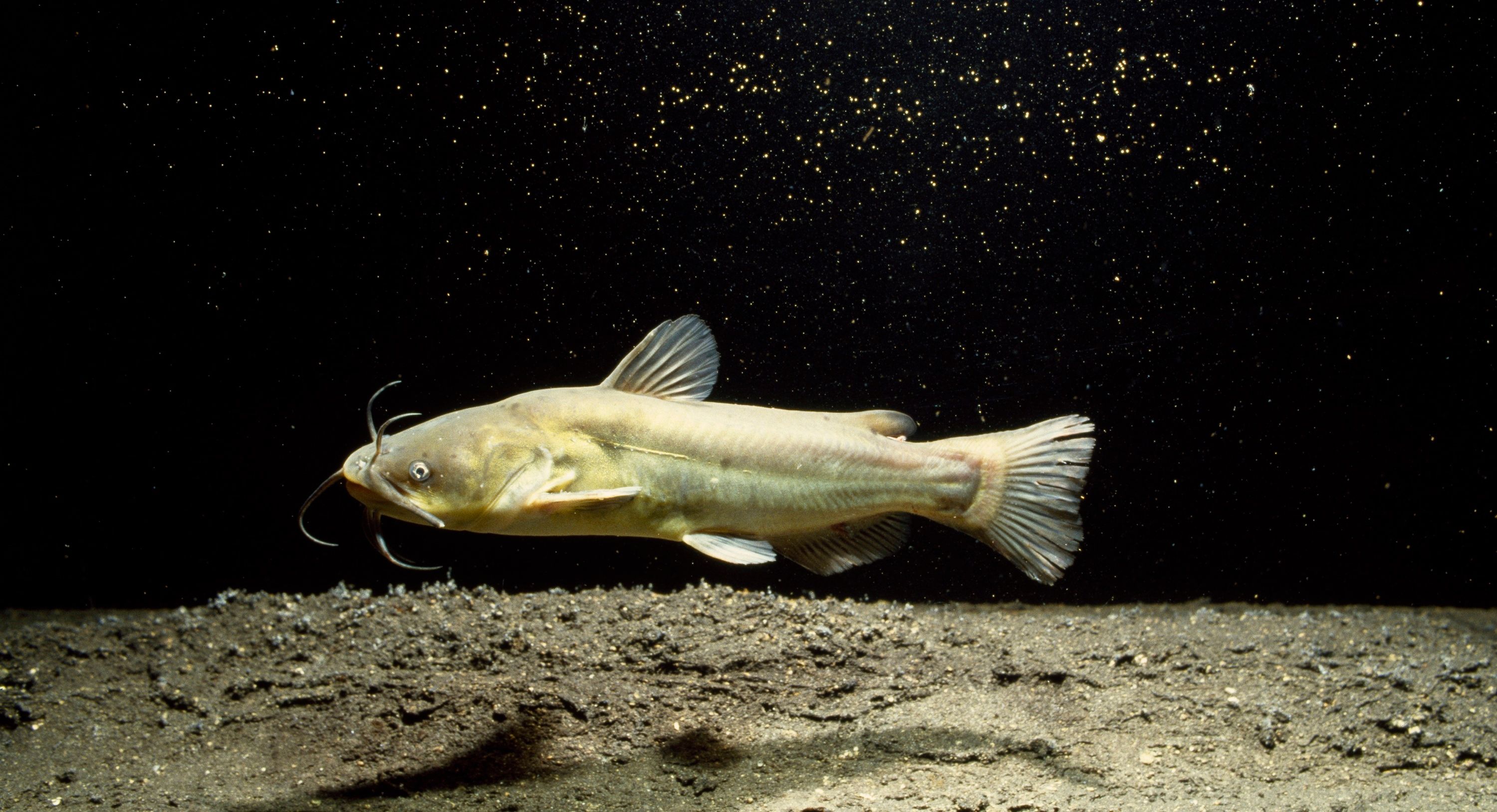 Contagious Cancer Discovered in North American Catfish