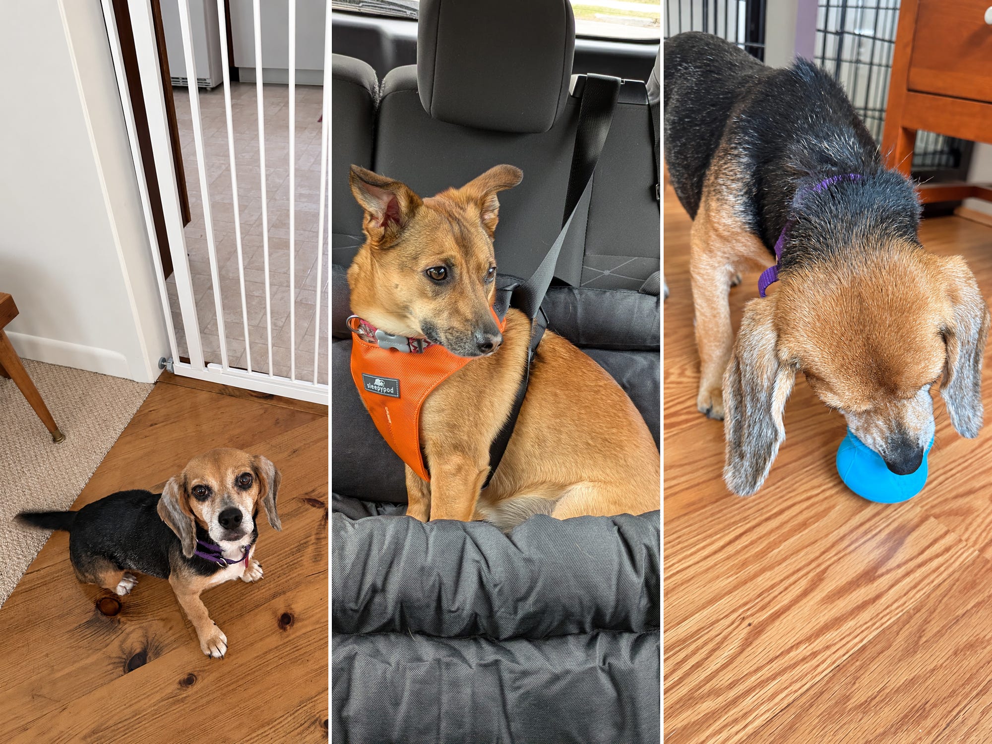 Essential Checklist for New Dog Owners: Expert Tips