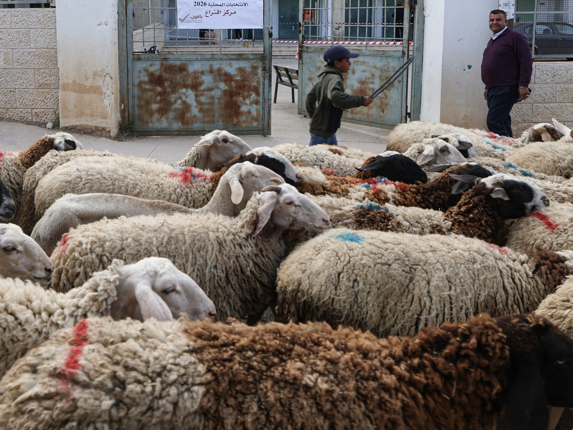 Israeli Settlers Injure Livestock in West Bank Incident