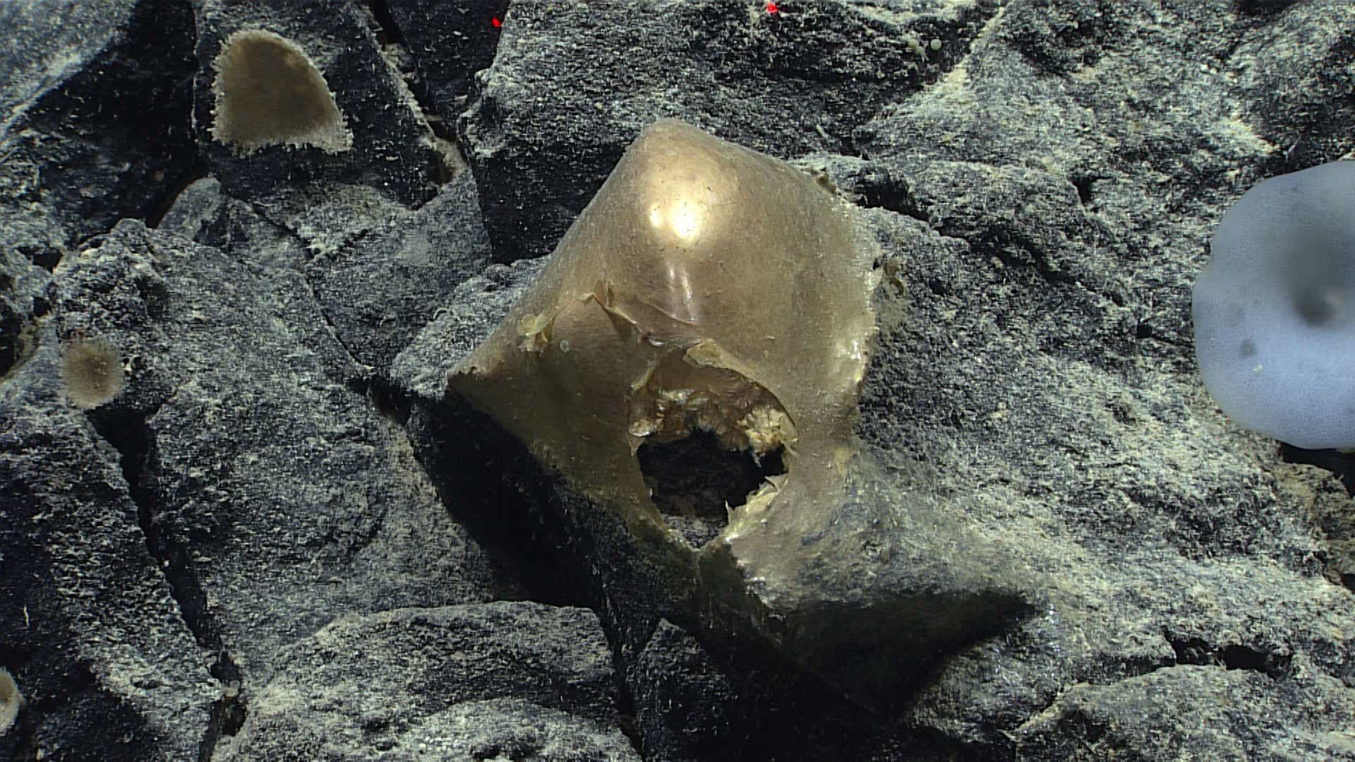 Mysterious Golden Orb Found on Ocean Floor Identified as Deep-Sea Anemone Remains