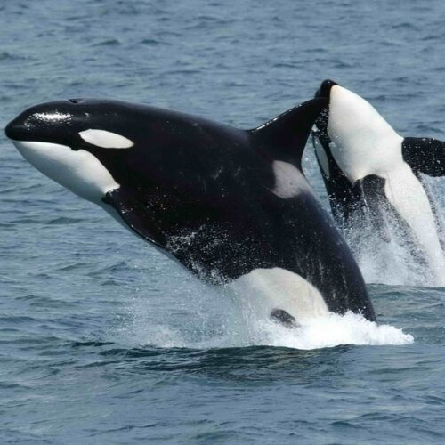 Orcas Collaborate to Explode Sunfish in Unique Hunting Behavior