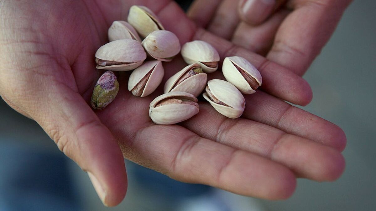 South Africa's Karoo Region Eyes Pistachio Industry Opportunities