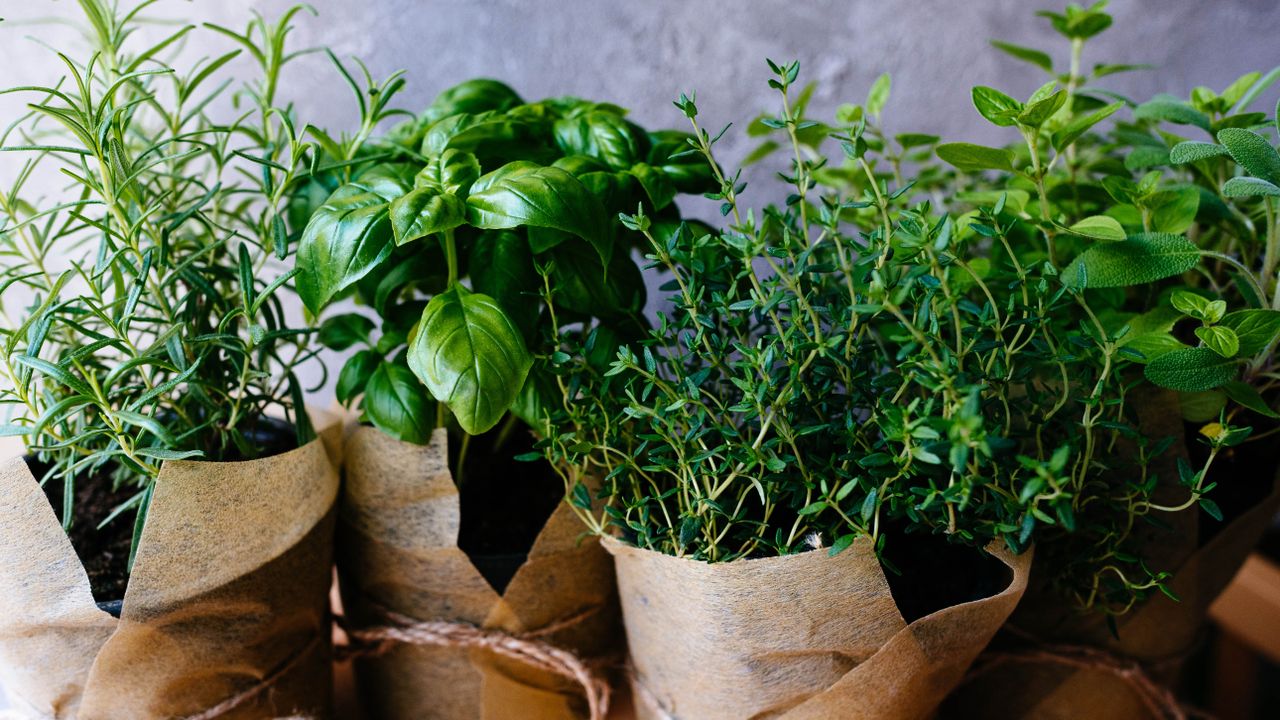 Transform Your Small Space: The $50 Apartment Herb Planter Hack