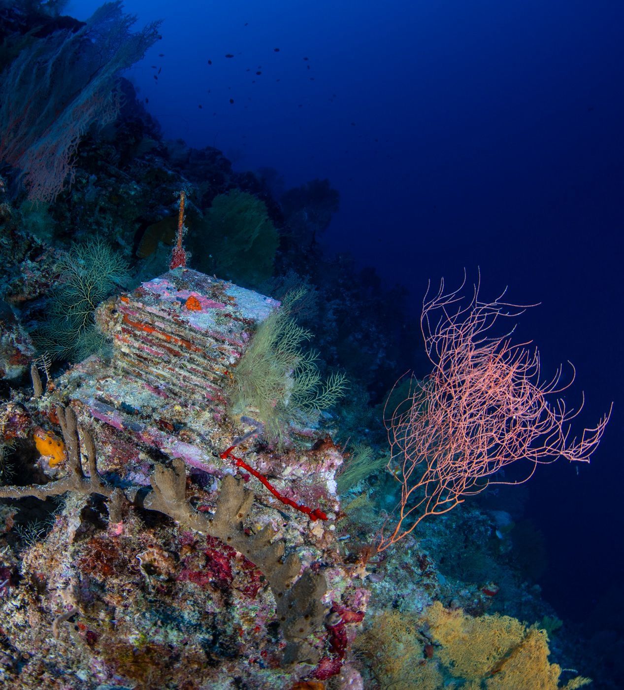 Unlocking the Secrets of Deep Reefs: A Decade-Long Investigation